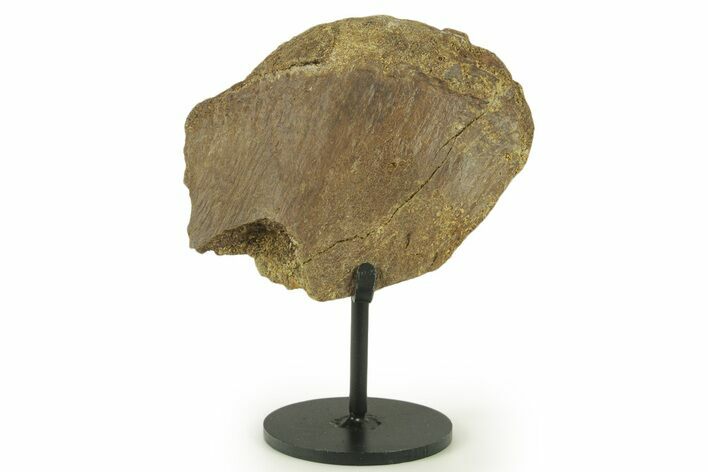 Fossil Hadrosaur Limb Bone Section w/ Metal Stand - South Dakota #383202